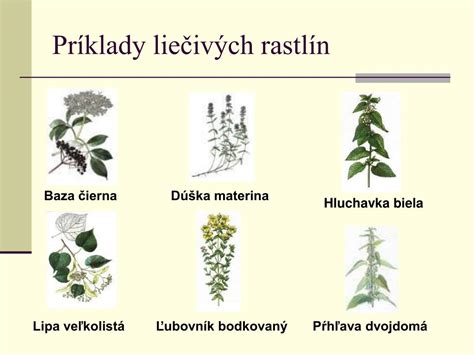 Príklady rastlín pestovaných v semi-hydropónii