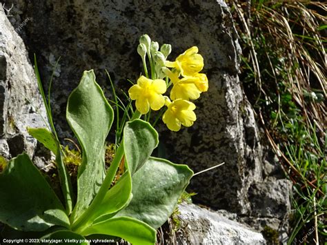 Prvosienka holá s detailom kvetu