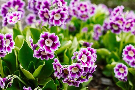 Rôzne druhy prvosienok