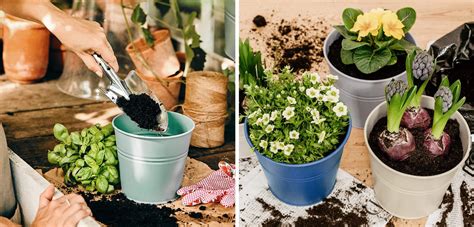 Súbor rastlín vhodných pre partnerskú výsadbu kapusty