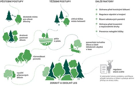 Schéma správnej výsadby ihličnanu
