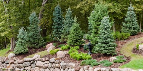 Rastliny vhodné pod ihličnany