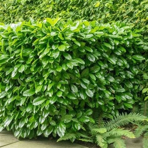 Vavrinovec lekársky Novita ako živý plot