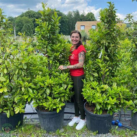 Rez vavrínovca lekárskeho