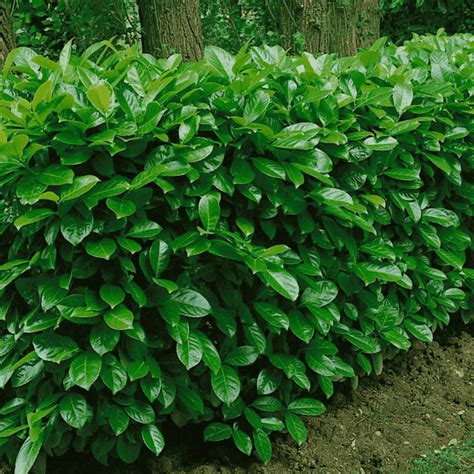 Vavrinovec lekársky ako solitér