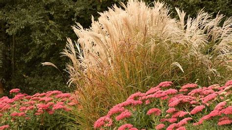 Záhon s okrasnými trávami a kvetmi