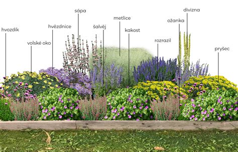 Sprievodná výsadba s bylinkami