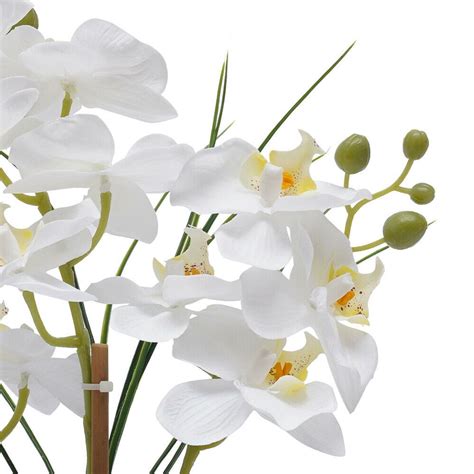 farebné orchideje