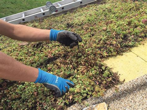 Rozchodníky vysadené na strešnej záhrade