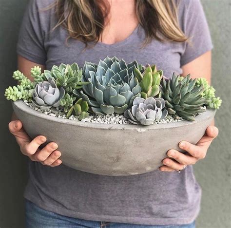 Krásna aranžácia sukulentov v črepníku