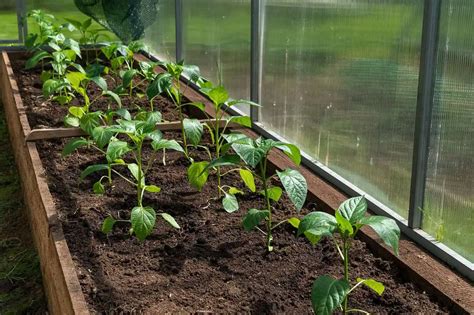 Proces pikírovania sadeníc papriky