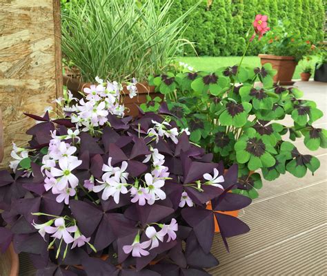 Rôzne druhy rastliny Oxalis