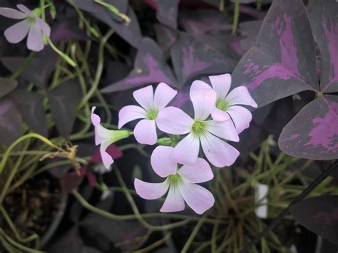 Hľuzy Oxalis pripravené na prezimovanie