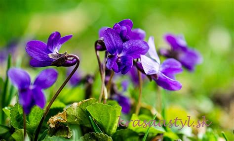 Fialka voňavá 'Rubriflora' kvety
