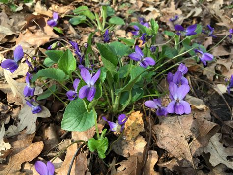 Fialka lesná v prirodzenom prostredí