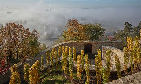 Kvitnúci vinohrad s hroznom
