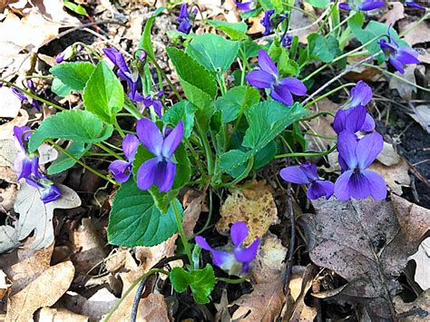 Infografika s prehľadom liečivých účinkov fialky trojfarebnej