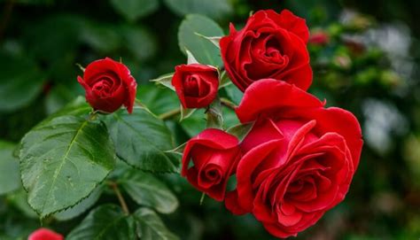 Pestovanie púštnej ruže v črepníku