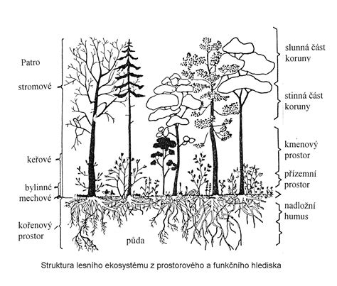 Štruktúra rastliny Kotvičníka