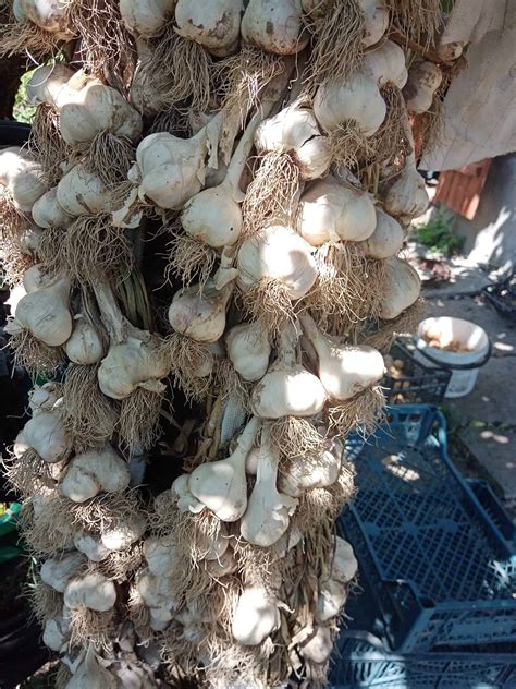 Rôzne metódy skladovania cesnaku