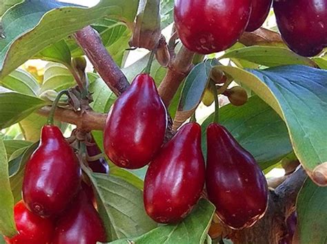 Drieň veľkoplodý s plodmi