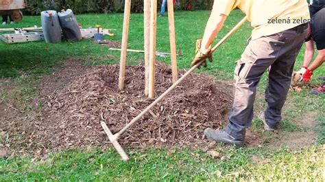 Ilustrácia mulčovania okolo stromu drieňa