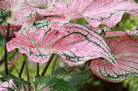 Detailné zábery na pestrofarebné listy rastliny Kaládium