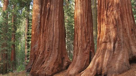 Štruktúra kôry sekvoje