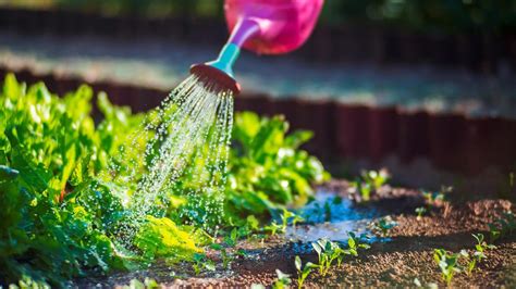 Ilustrácia správneho zavlažovania kaktusov