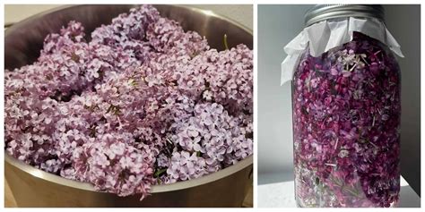 Tinktúra z orgovánu