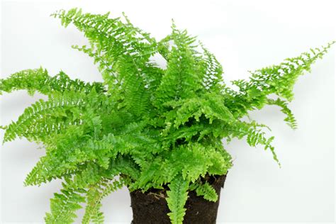 Schematické znázornenie listov Nephrolepis s výtrusnicami
