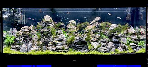 Typické spoločenské akvárium s gupkami