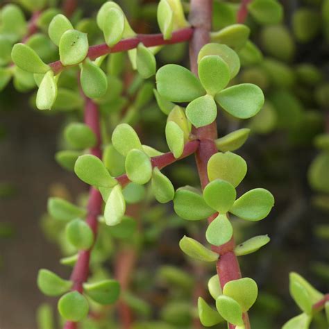 Portulacaria afra rastlina