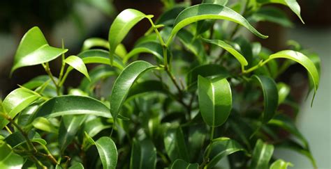 Fikus v svetlej miestnosti