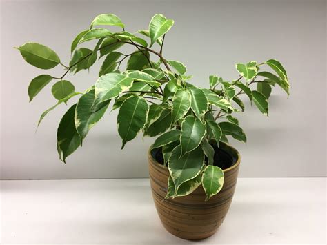 Fikus so zdravými listami