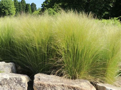 Rôzne druhy okrasných tráv rodu Carex v záhrade