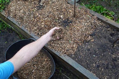 Mulčovanie okolo rastliny rebarbory