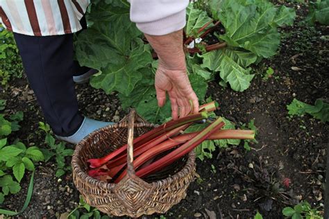 Zber stoniek rebarbory