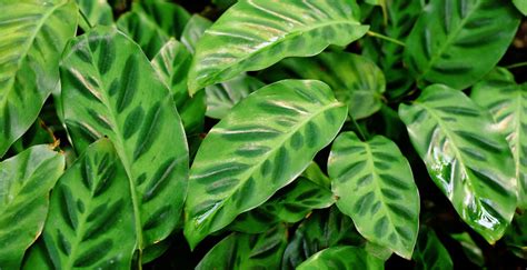 Kalatea s výrazným vzorom na listoch