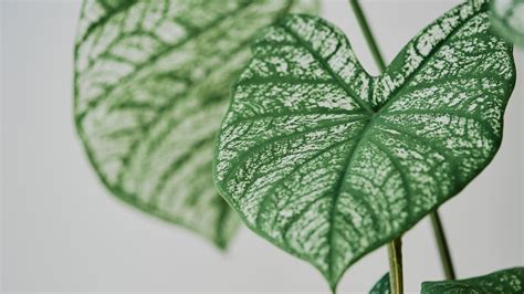 Alokázia so slonie uši pripomínajúcimi listami