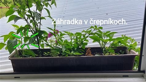 rozmanitosť rastlín v črepníkoch