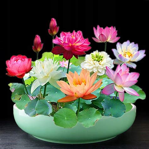 Mapa rozšírenia lotosového kvetu