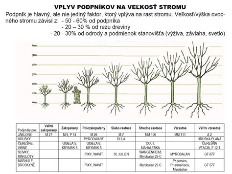 Schematické znázornenie podpníkov pre ovocné stromy