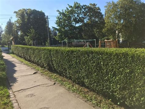 Schematické znázornenie správnej výsadby živého plota
