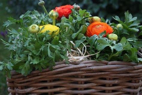 kvety okrasného maku rôznych farieb