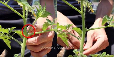 Ilustrácia sadenia paradajok