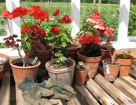 Muškáty pred zimnou starostlivosťou