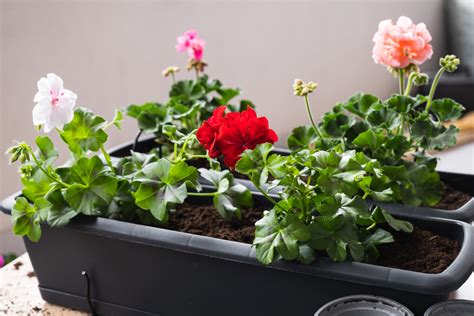 Muškáty zabalené v novinovom papieri