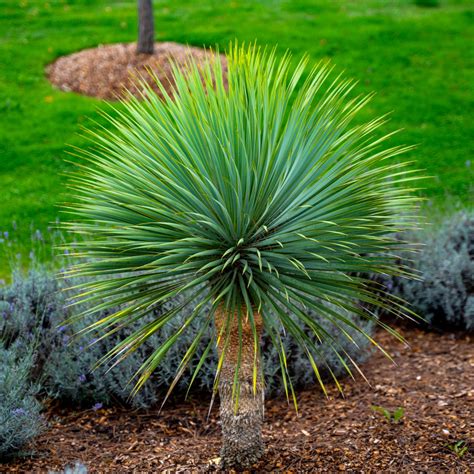 Okrasná rastlina Yucca rostrata
