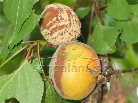 Detail plodov slivky Goldust